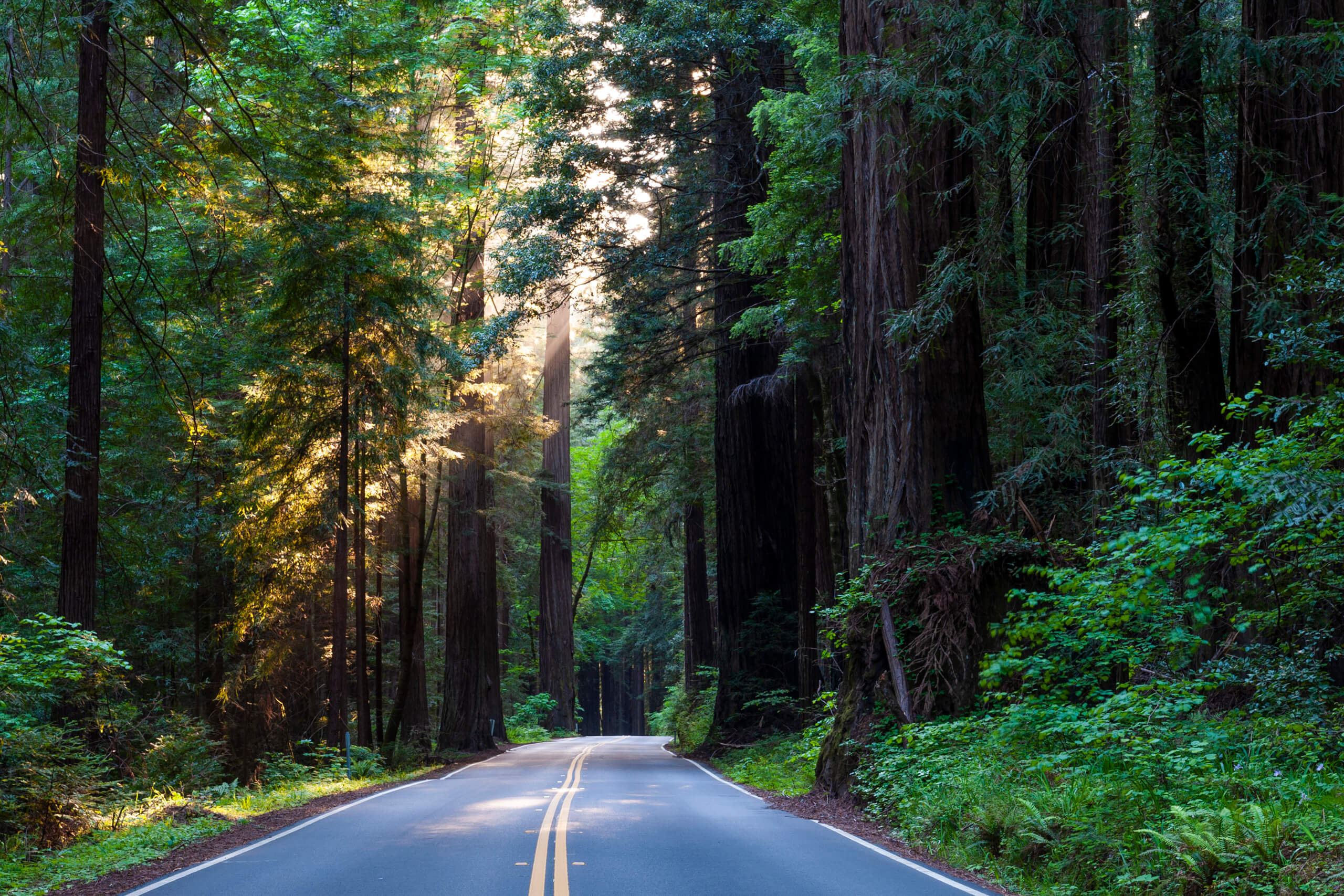 Benbow Historic Inn Avenue of the Giants by Michelle Chaplow